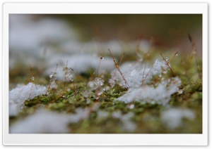 Snowflakes On Moss