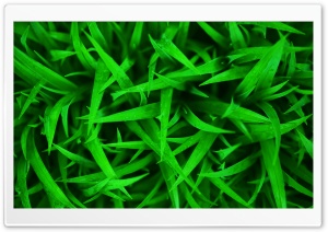 Green Grass Macro