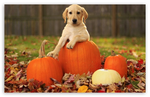 Download Yellow Labrador Retriever Puppy Autumn UltraHD Wallpaper