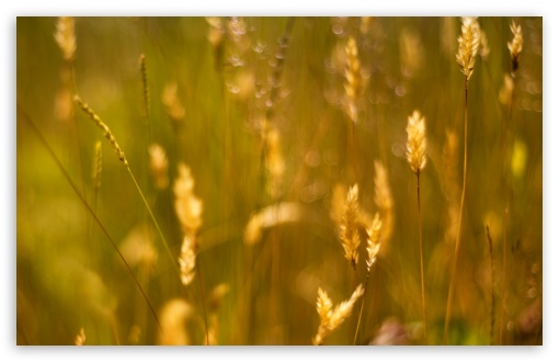 Download Grass Seeds UltraHD Wallpaper
