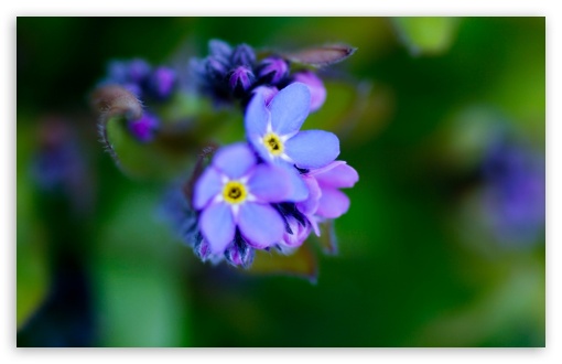 Download Beautiful Purple Flower, Macro UltraHD Wallpaper