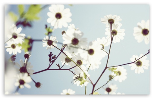 Download White Summer Flowers UltraHD Wallpaper
