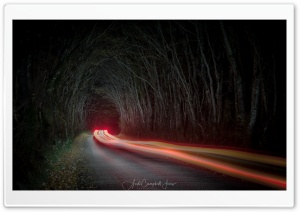 Tunnel of Trees, Night, Car...