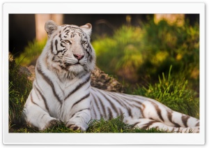 White Tigress Lying in the Grass