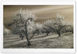 Apple Hill In Autumn