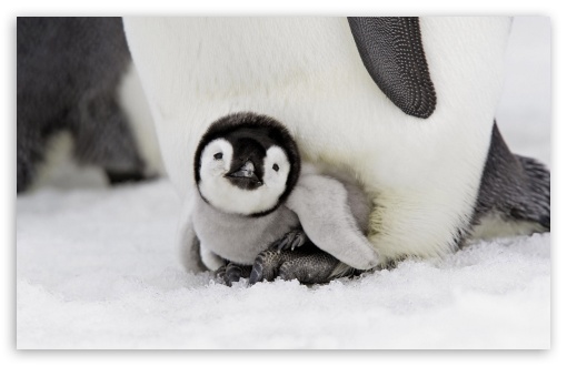 Download Baby Penguin UltraHD Wallpaper