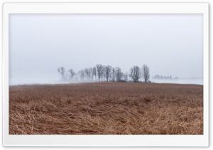 Landscape, Fog, Cold, Reeds,...