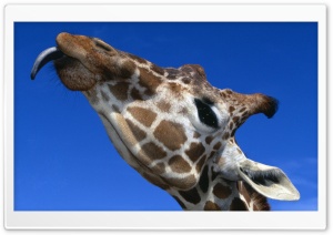 Funny Giraffe Sticking Out...