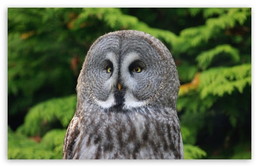 Download Great Gray Owl UltraHD Wallpaper