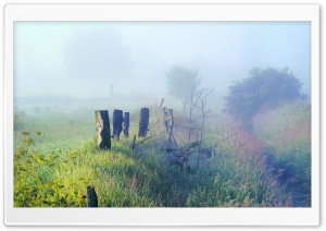 Morning Fog In The Field