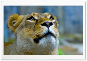 Lioness Face