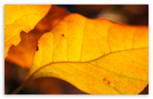 Download Yellow Walnut Leaves UltraHD Wallpaper