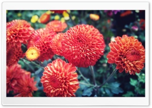 Red Bright Chrysanthemum