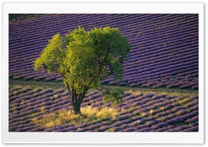 Isolated Tree In Lavender...