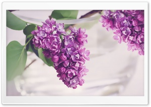 Fresh Lilac Flowers in a Vase