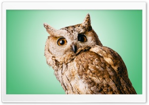 Owl Green