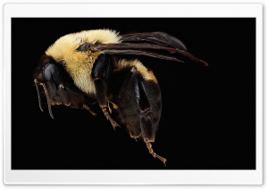 Brown Belted Bumblebee Queen