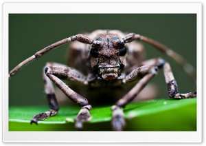 Moechotypa Delicatula Beetle...