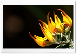 Flowers Close Up