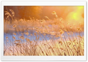 Reeds In The Morning Sun