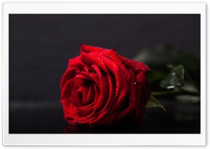 Valentines Day Red Rose