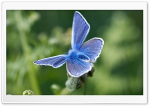 Blue Butterfly