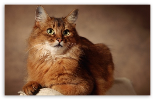 Download Red Cat Sitting On Armchair UltraHD Wallpaper