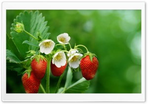 Strawberry Plant with Flowers...