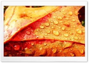 Wet Leaf