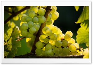 White Riesling Grapes Ready...