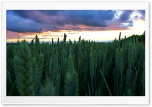 Sunset In The Wheat Field