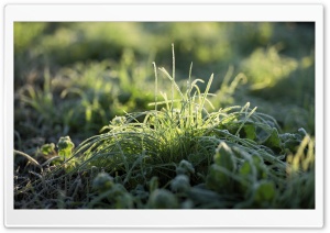 Frost On Grass