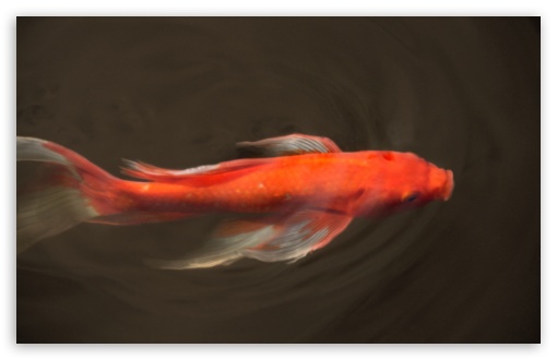Download Koi Fish UltraHD Wallpaper