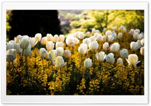 White Tulips