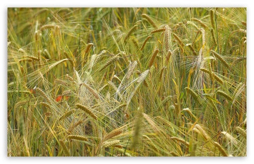 Download Wheat UltraHD Wallpaper