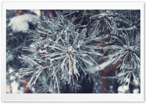 Frosted Pine Needles, Winter