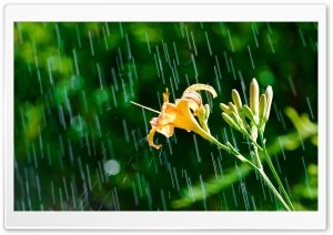 Daylily In The Rain