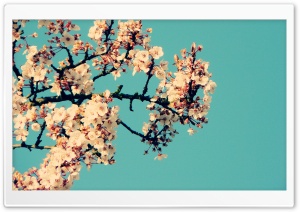 Blossom Tree Against A Blue Sky