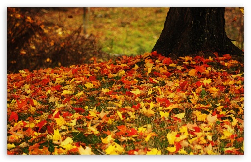 Download Red And Yellow Autumn Leaves UltraHD Wallpaper