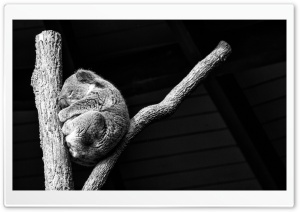 Koala Taking A Nap