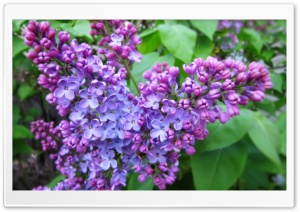 Spring Lilac