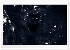 Black Cat Perched in a Tree