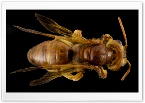 Andrena Bee Macro, Oman