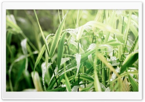Grass Dew, Macro