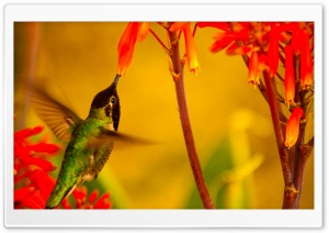 Hummingbird Green Back