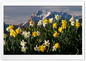 Mountain Narcissus