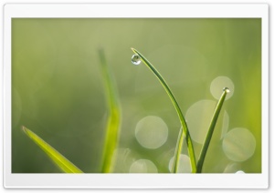 Green Grass, Water Drops,...