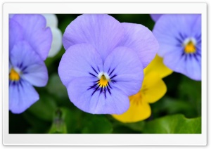 Blue Pansies