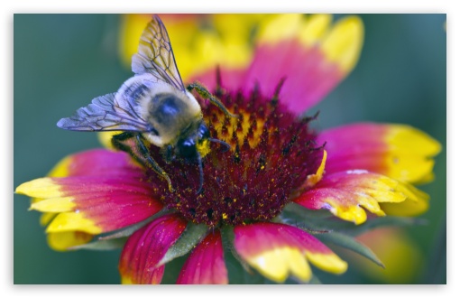 Download Beeflower UltraHD Wallpaper