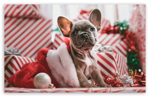 Download Puppy Present Christmas UltraHD Wallpaper